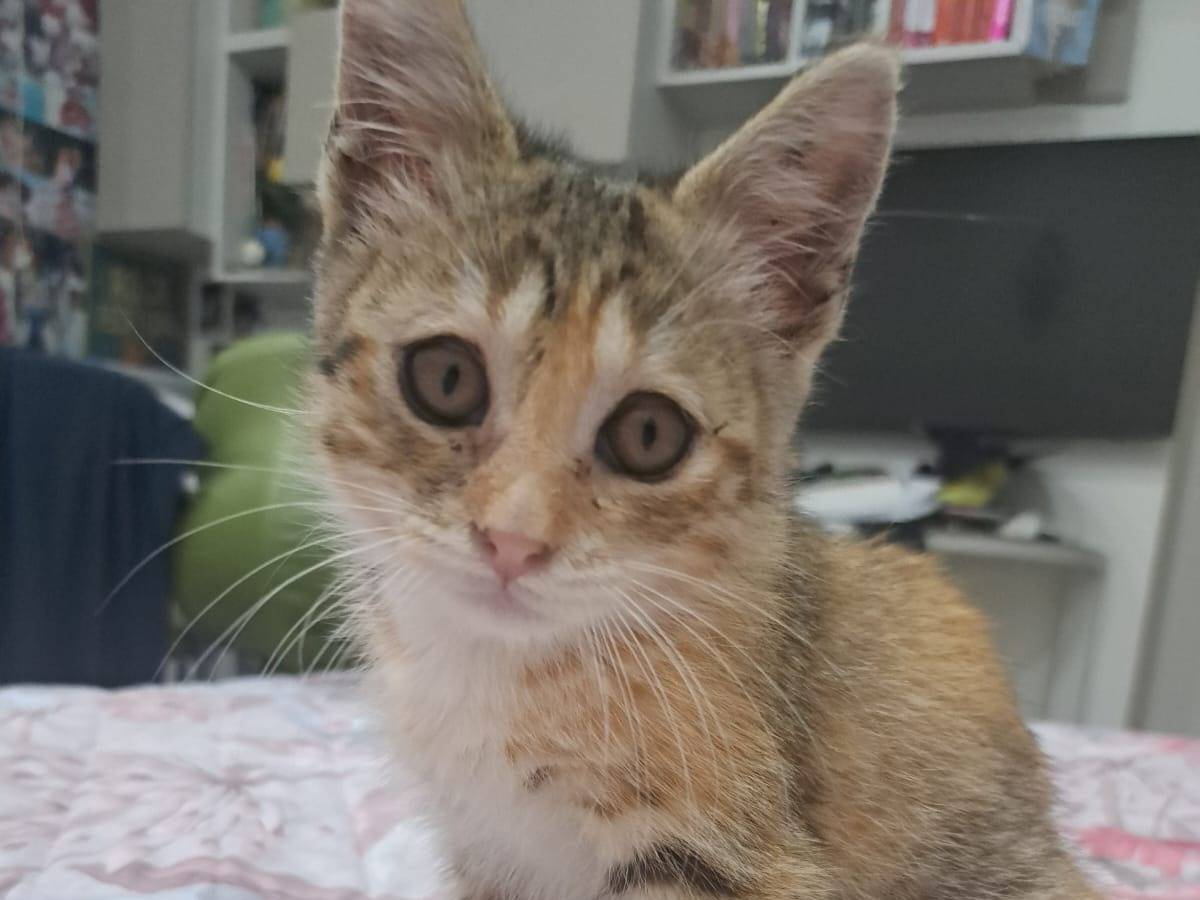 Adotta un gatto, femmina, 1 mesi, Napoli