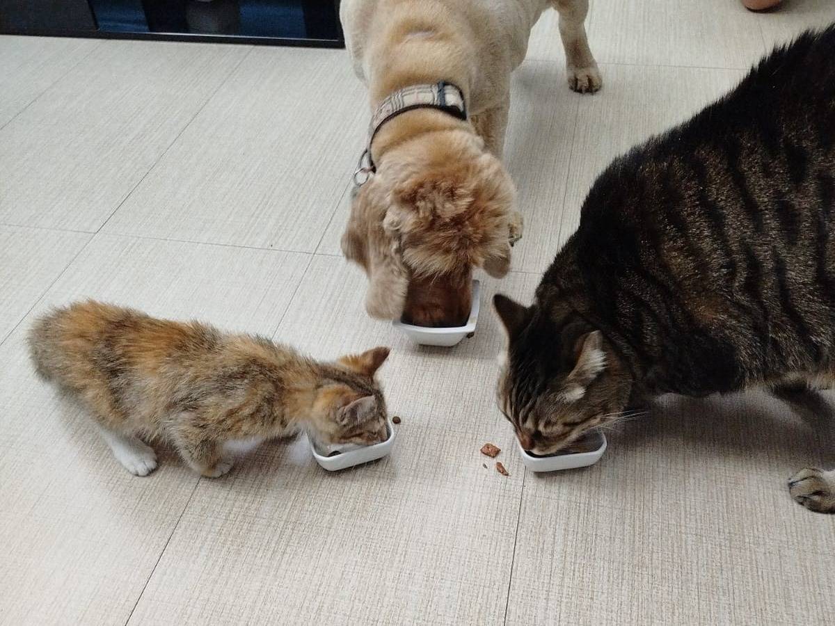 Vuoi adottare un gatto a Napoli?