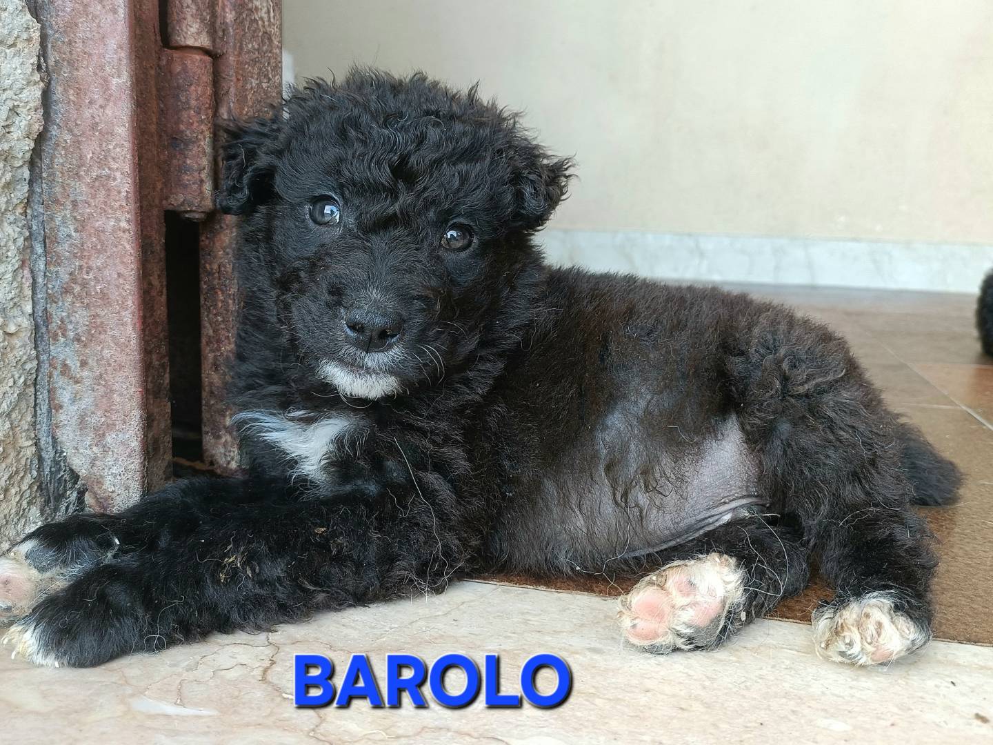 Vuoi adottare un cane a Palermo?