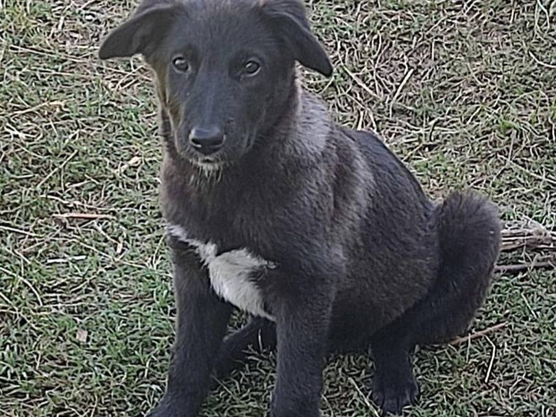Adotta un cane, femmina, 1 mesi, Varese