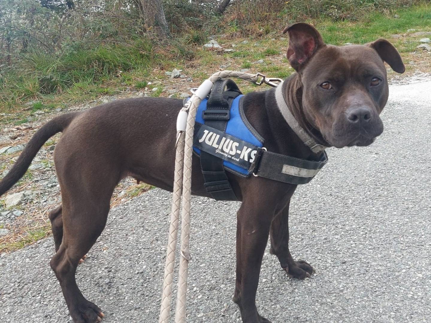 Adotta un cane, femmina, 3 anni , Genova