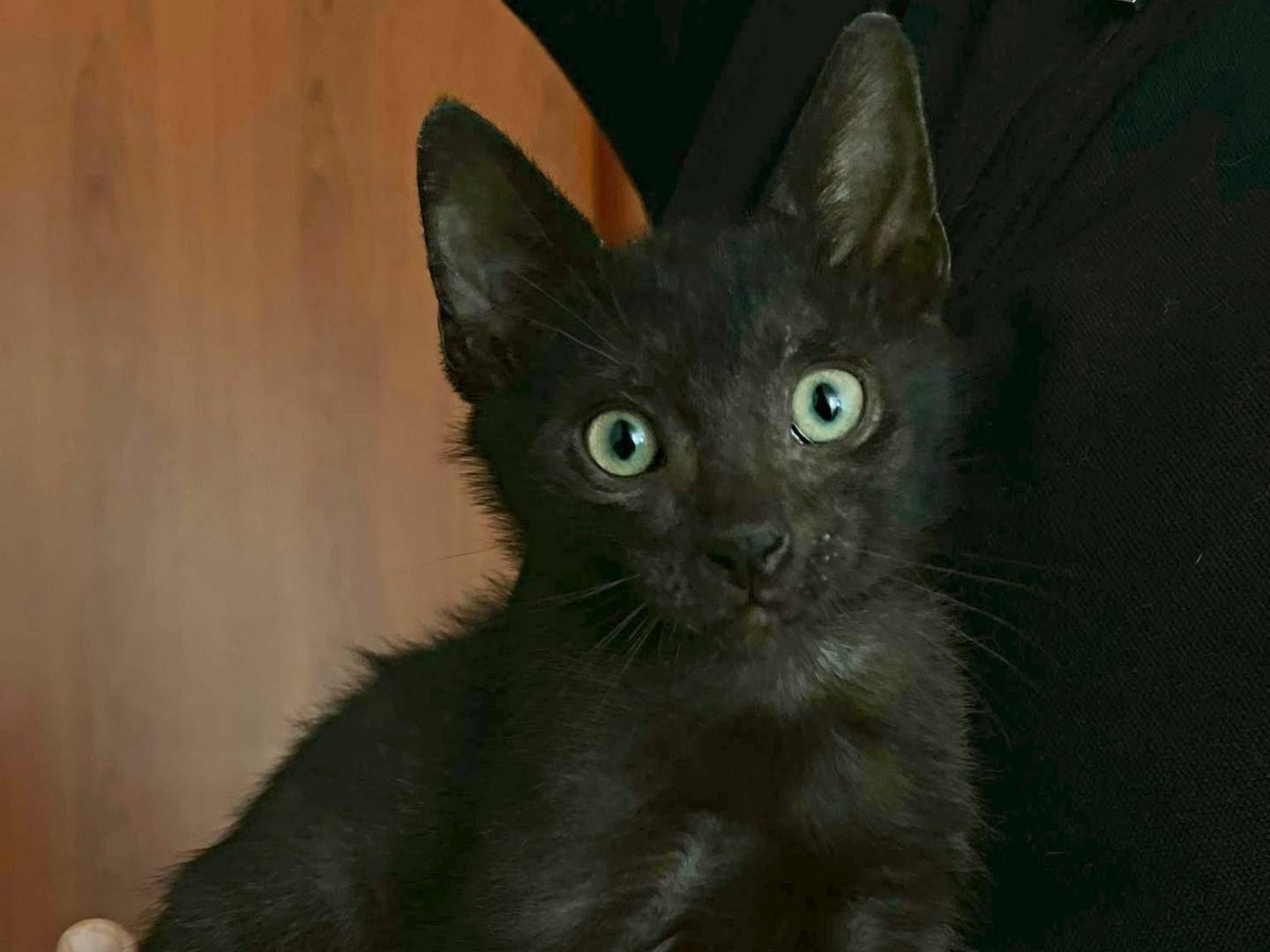 Foto dell'animale