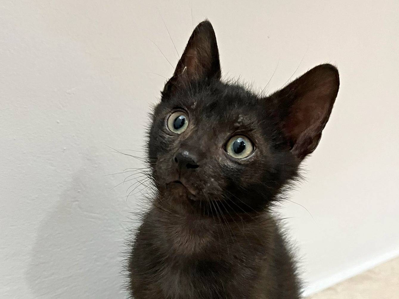 Adotta un gatto, maschio, 1 mesi, Cremona