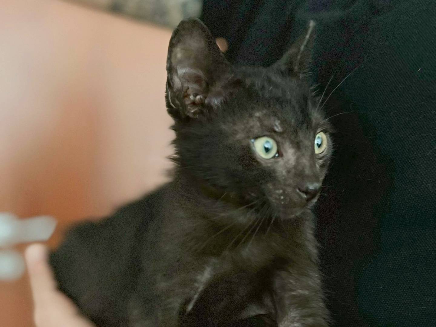 Adotta un gatto, taglia non valida, maschio, Cremona