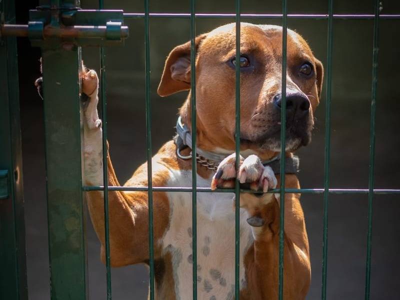 Adozione cane, femmina, Amstaff Razza sconosciuta, 4 anni e 6 mesi, taglia grande, Genova
