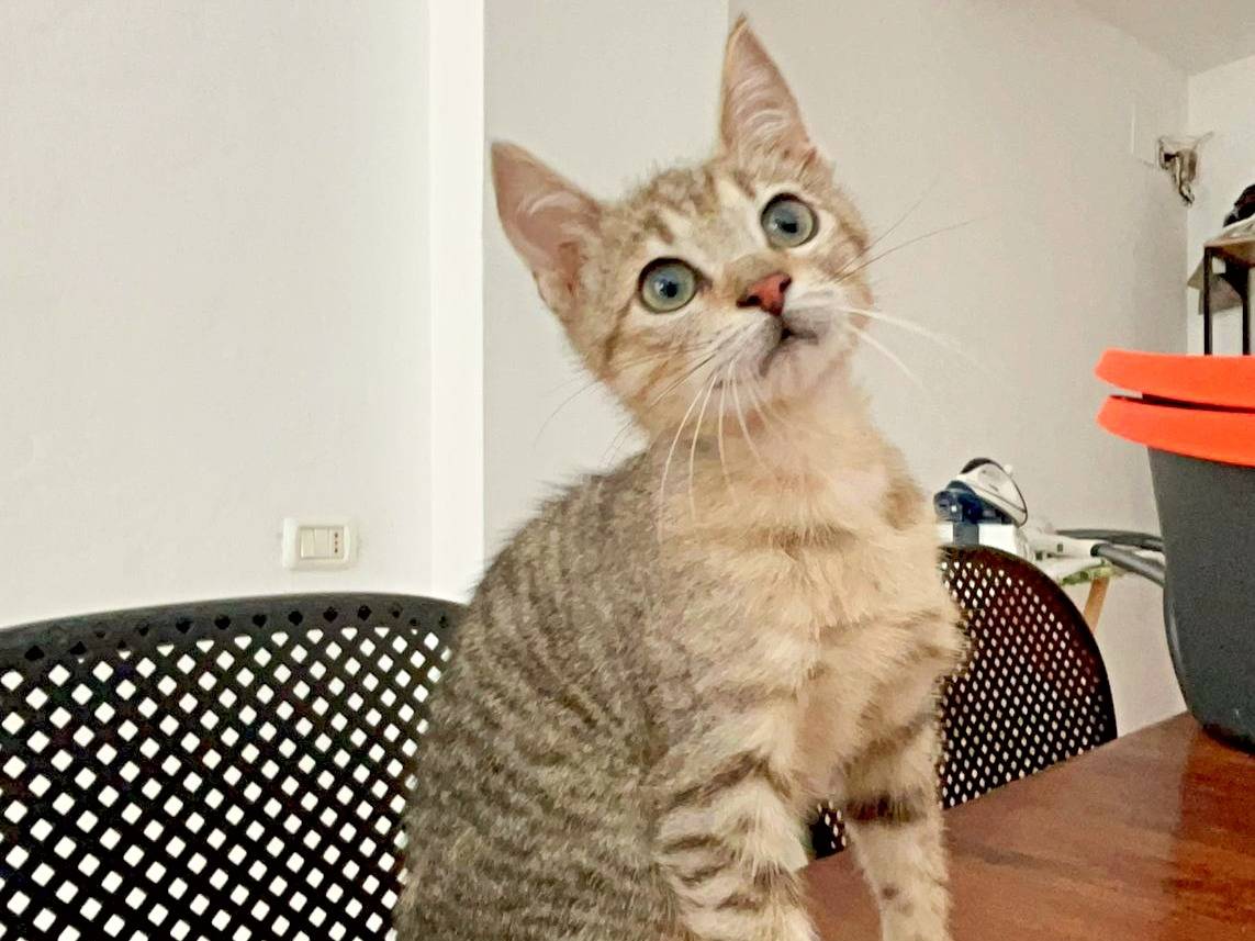 Adotta un gatto, maschio, 1 mesi, Cremona