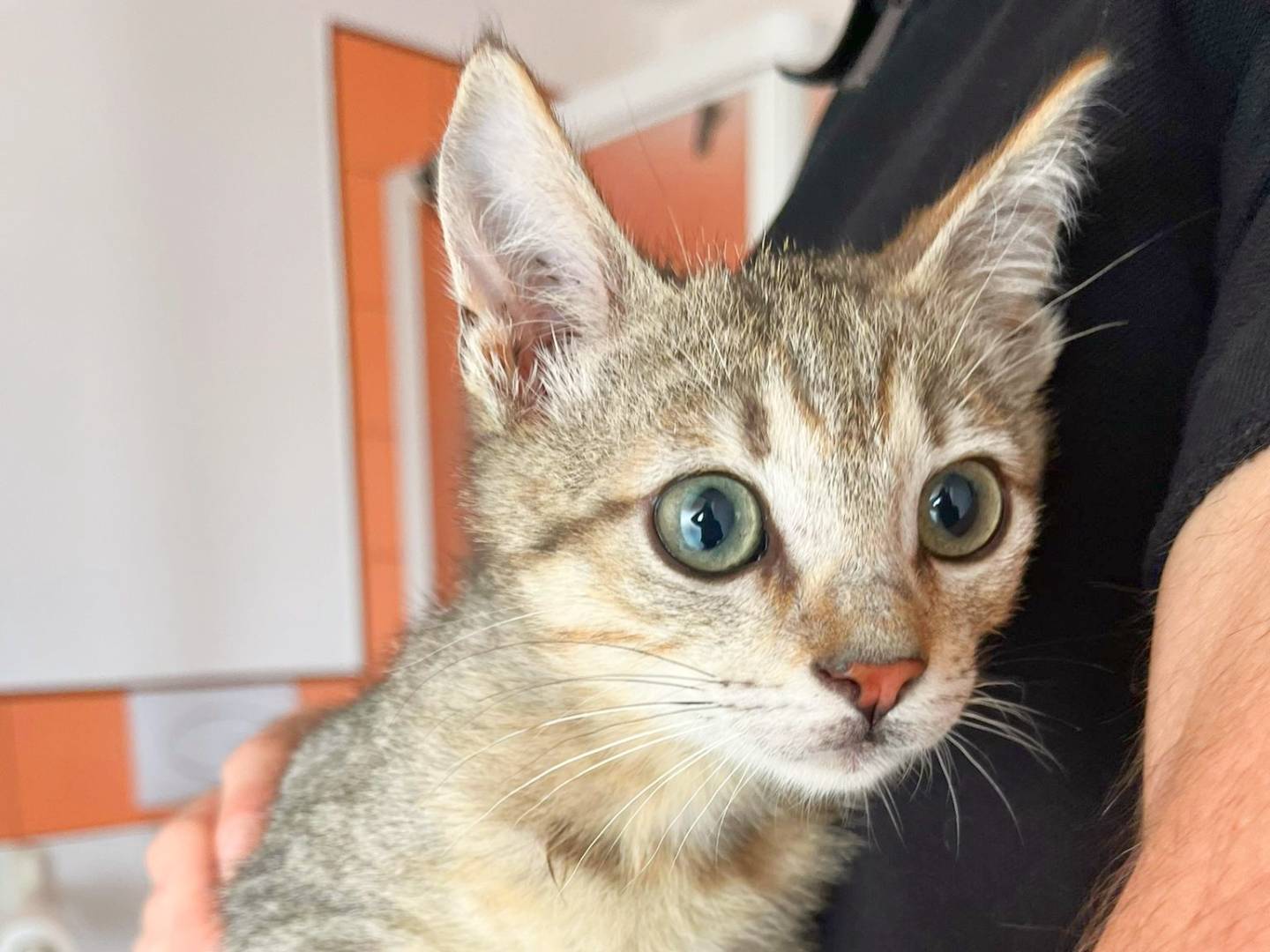 Adotta un gatto, taglia non valida, maschio, Cremona