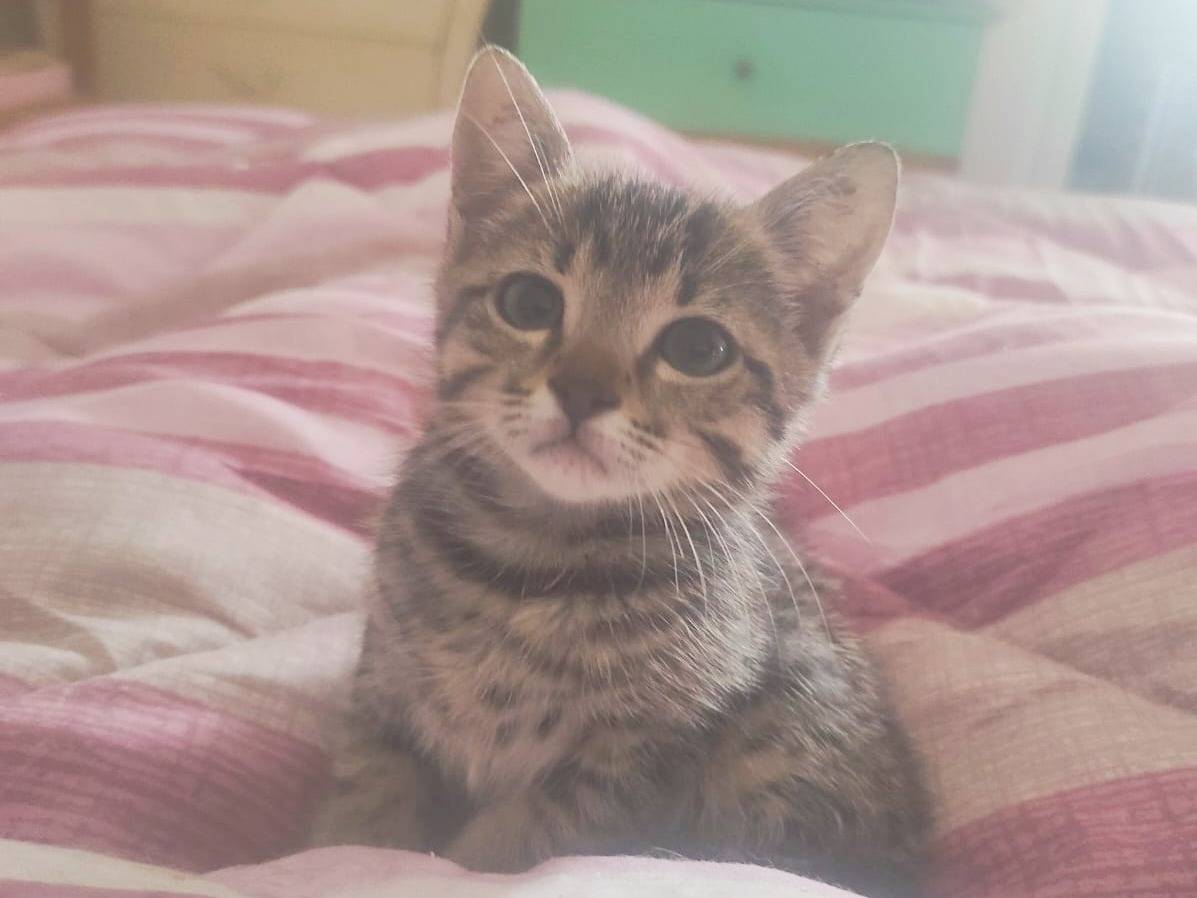 Adotta un gatto, femmina, 1 mesi, Cremona