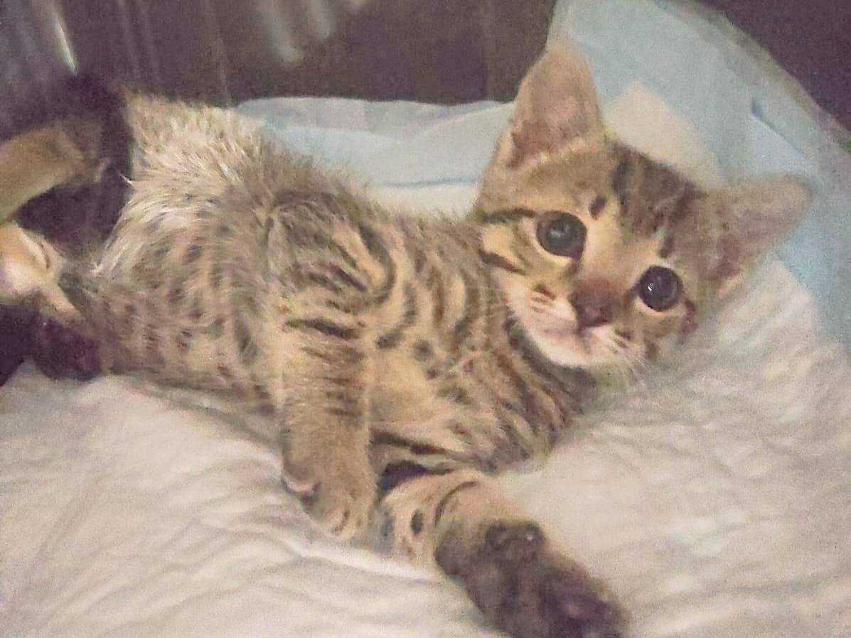 Adotta un gatto, taglia non valida, femmina, Cremona