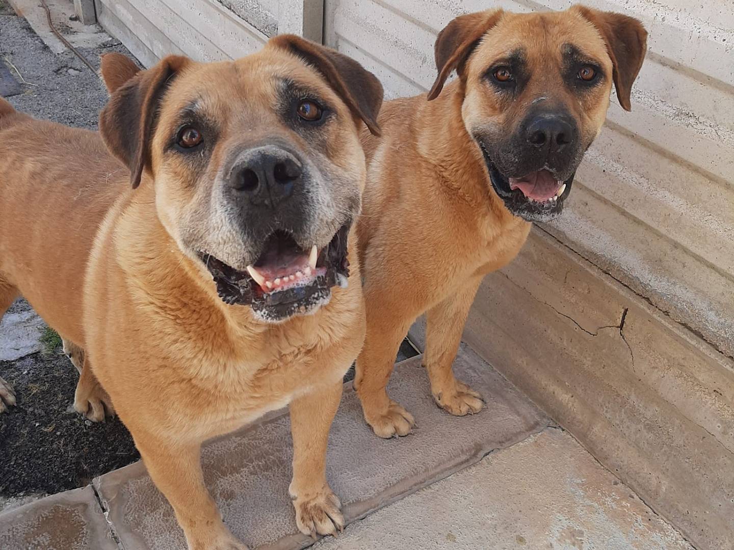 Adozione cane, maschio, Bullmastiff Razza sconosciuta, 8 anni  e 4 mesi , taglia gigante, Barletta