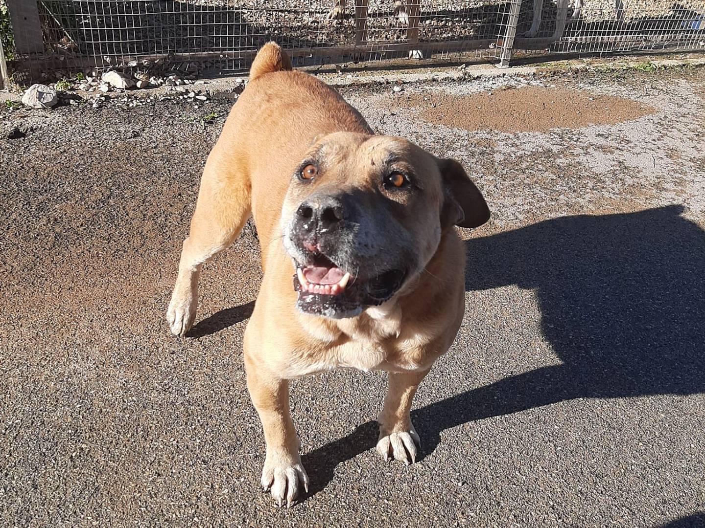 Adotta un cane, maschio, 8 anni  e 4 mesi , Barletta