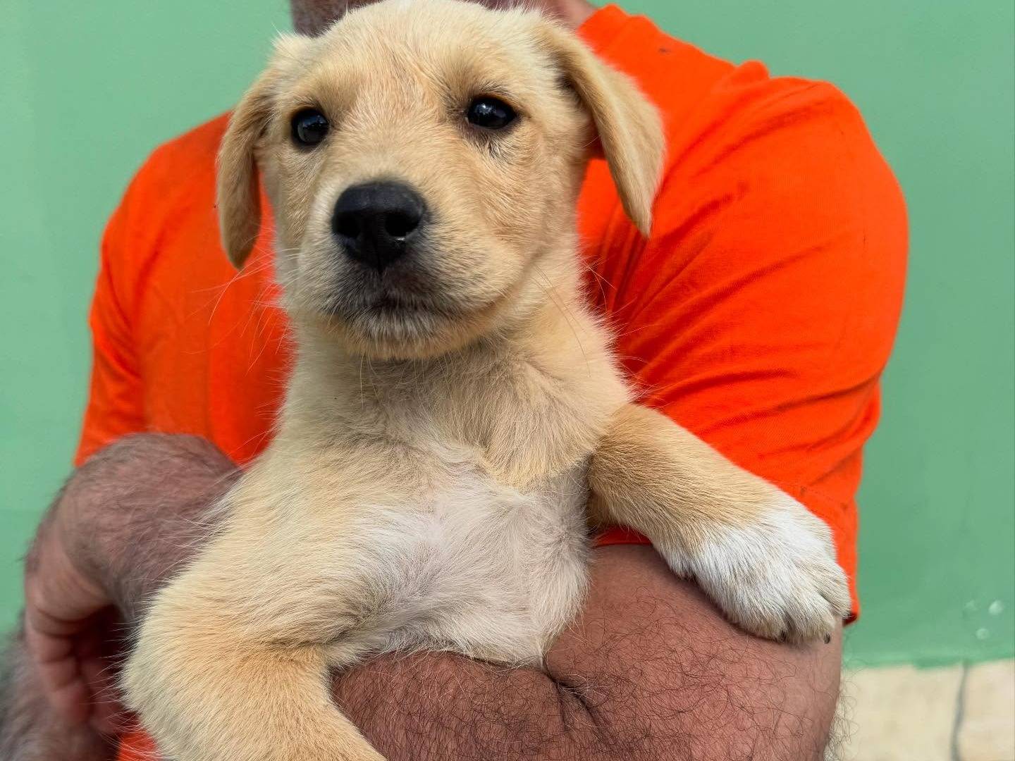 Adotta un cane, taglia media, maschio, Matera
