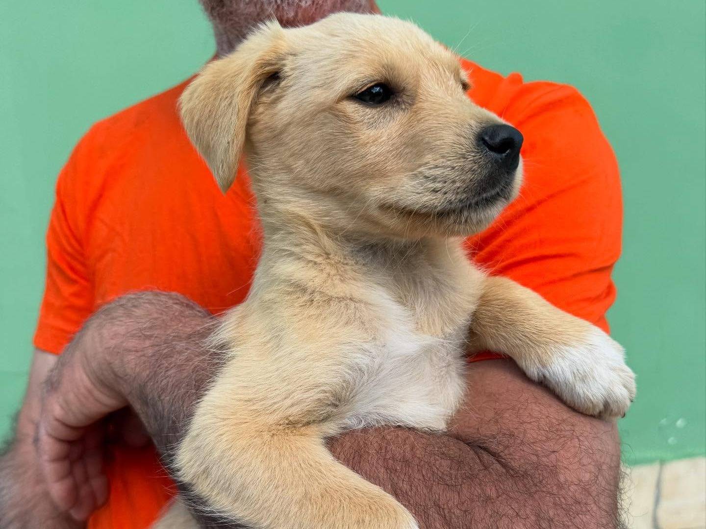 Vuoi adottare un cane a Matera?