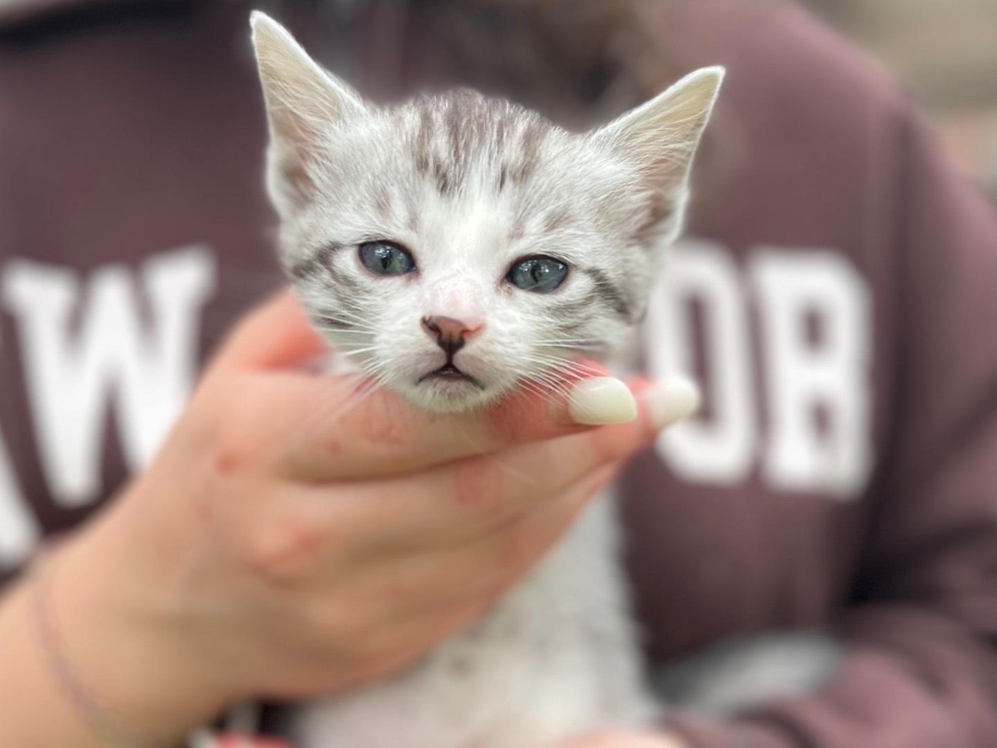 Vuoi adottare un gatto a Bologna?