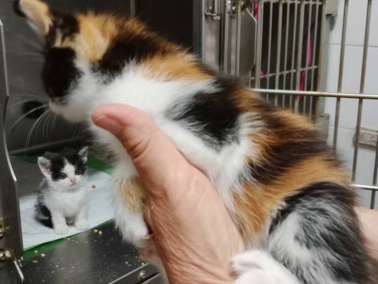 Adotta un gatto, taglia non valida, femmina, Roma