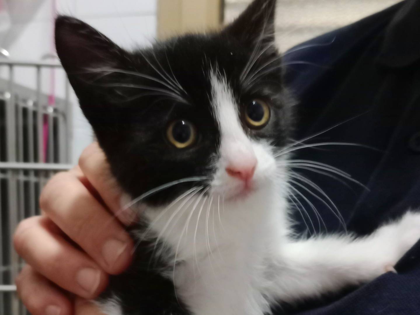 Adotta un gatto, maschio, 0 mesi, Roma