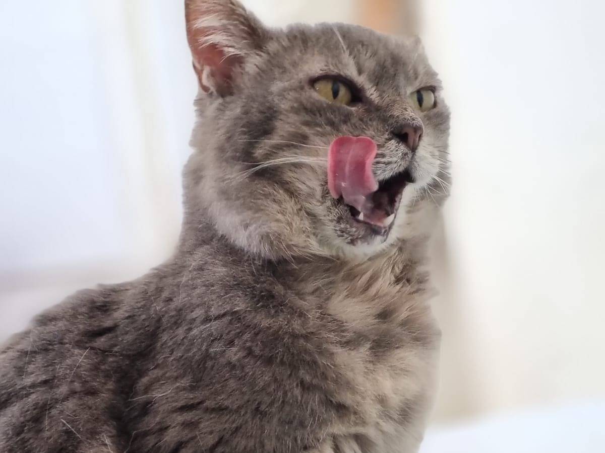 Adotta un gatto, taglia non valida, femmina, Pesaro