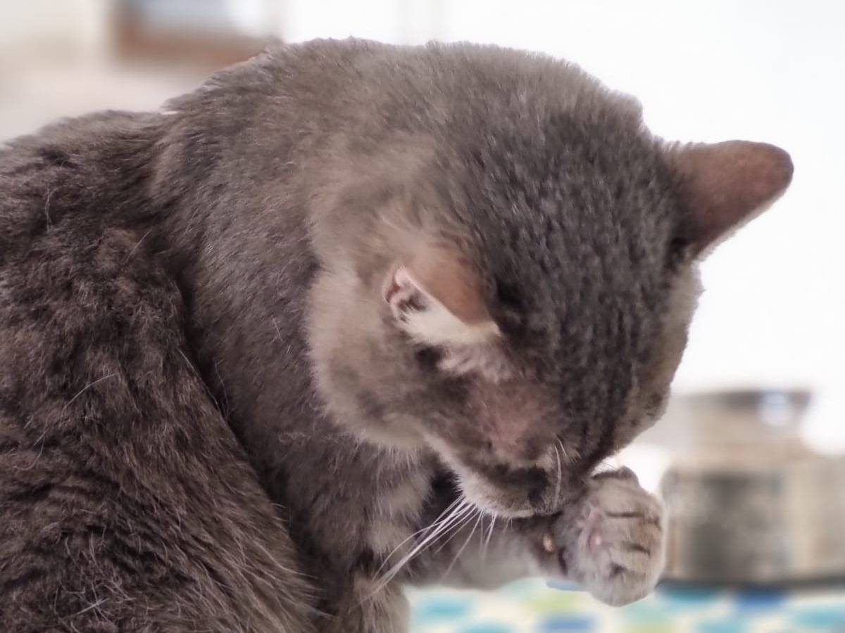 Adotta il gatto Grigi a Pesaro