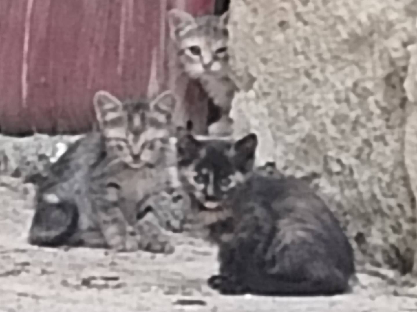 Foto dell'animale
