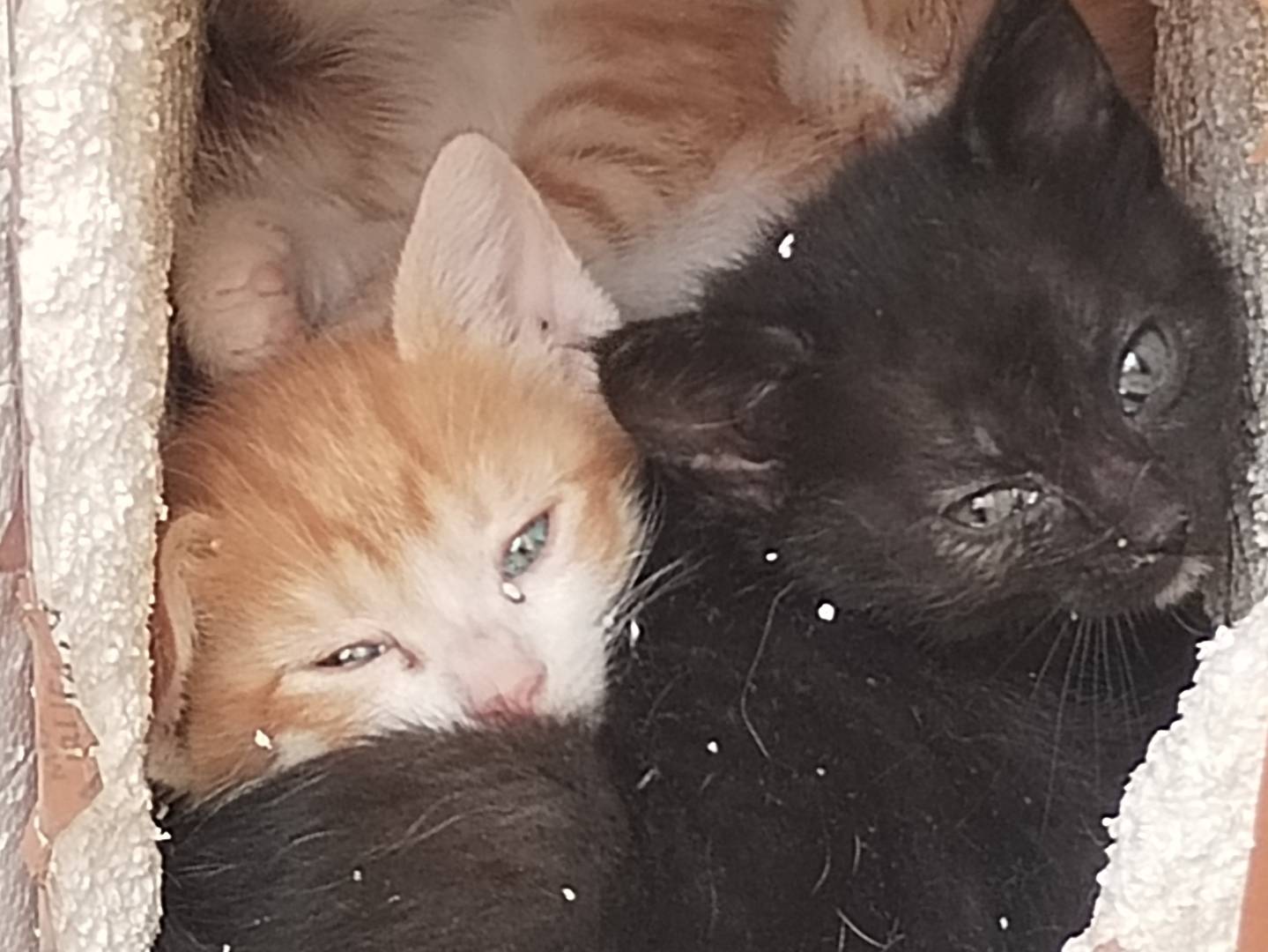 Adotta un gatto, taglia non valida, femmina, Taranto