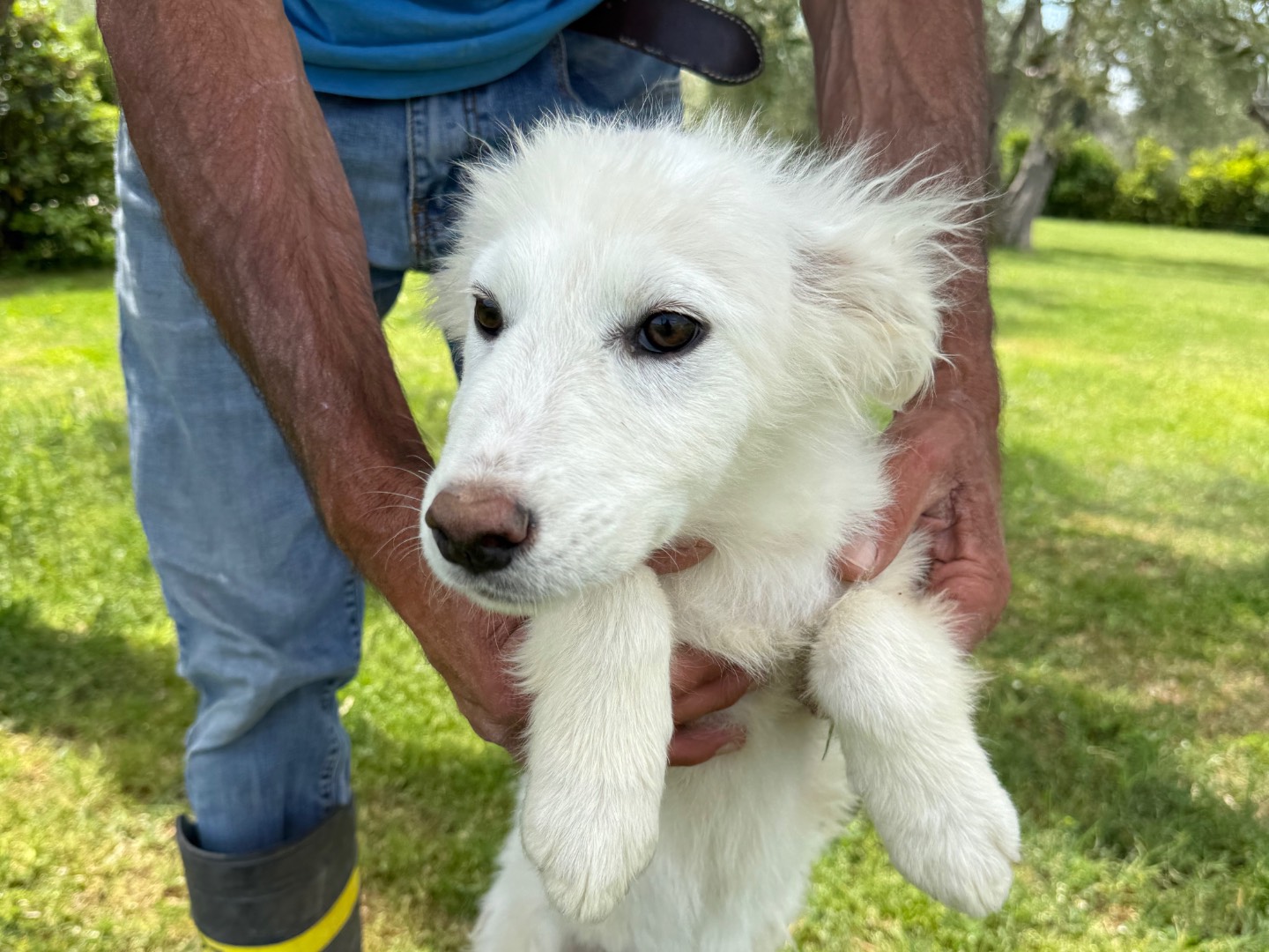 Vuoi adottare un cane a Matera?