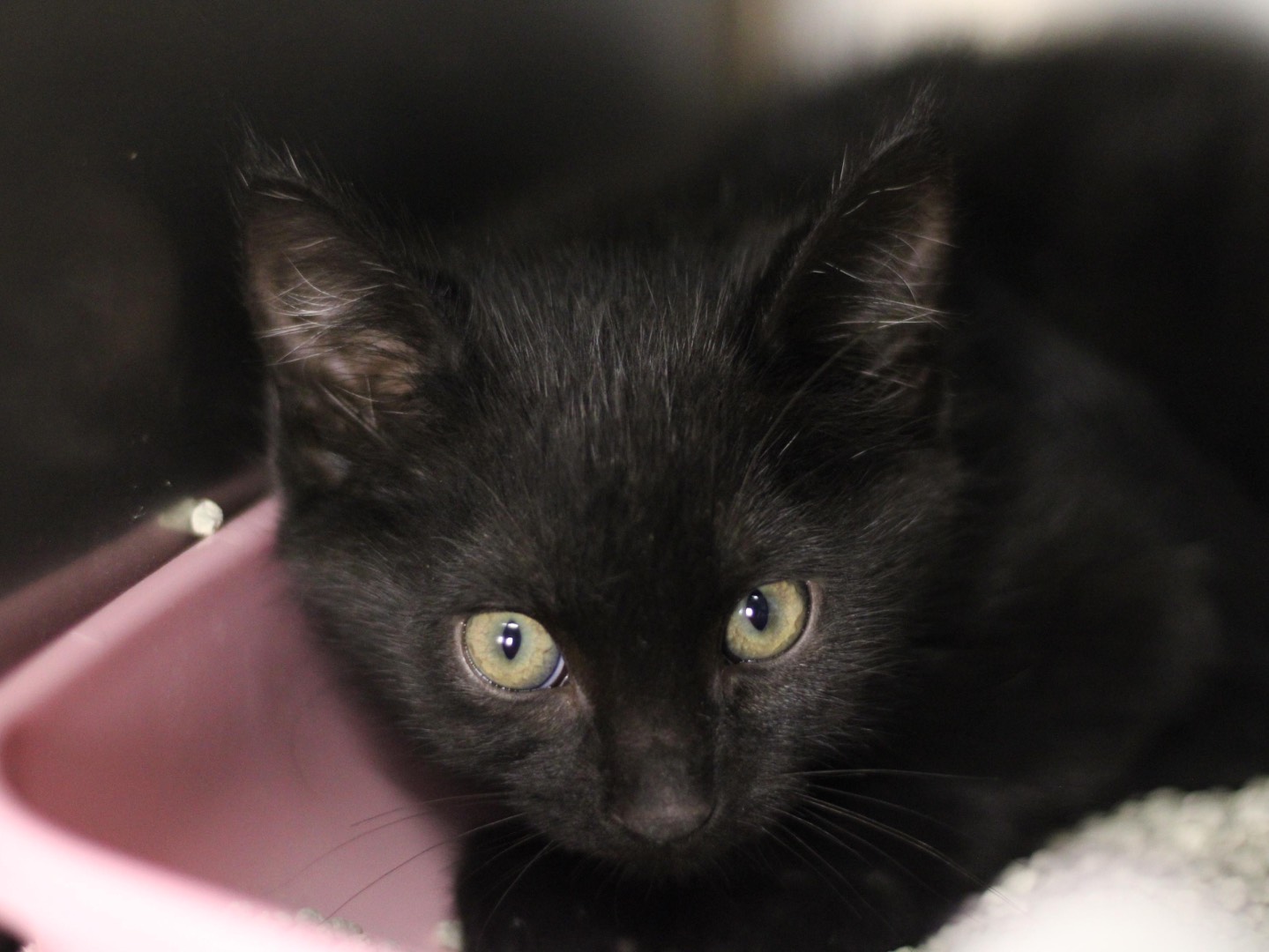 Adotta un gatto, maschio, 1 mesi, Milano