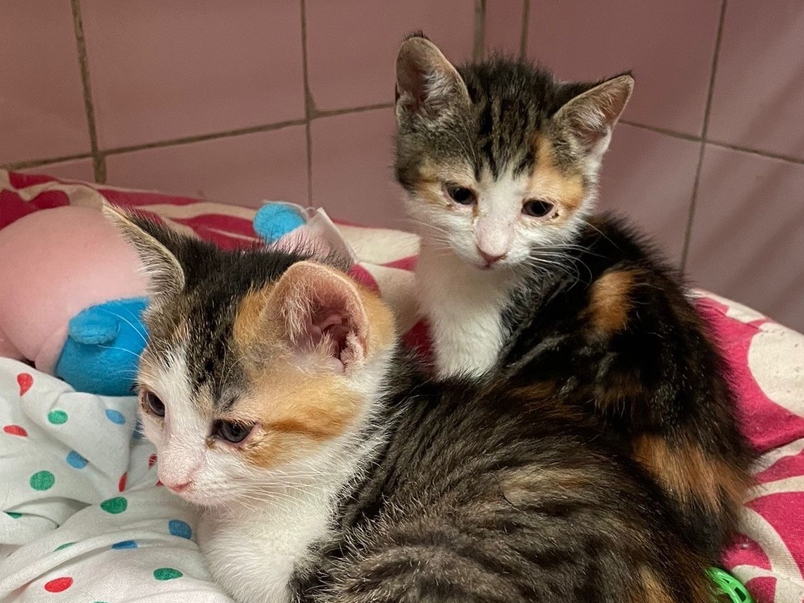 Adozione gatto, femmina, Razza sconosciuta Razza sconosciuta, 1 mesi, taglia non valida, Milano
