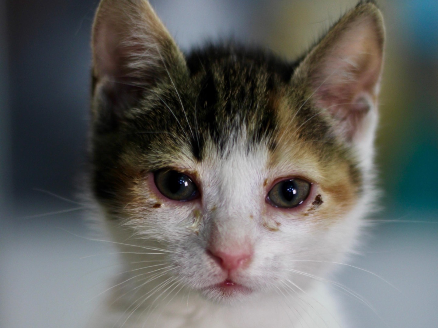 Adotta un gatto, femmina, 1 mesi, Milano