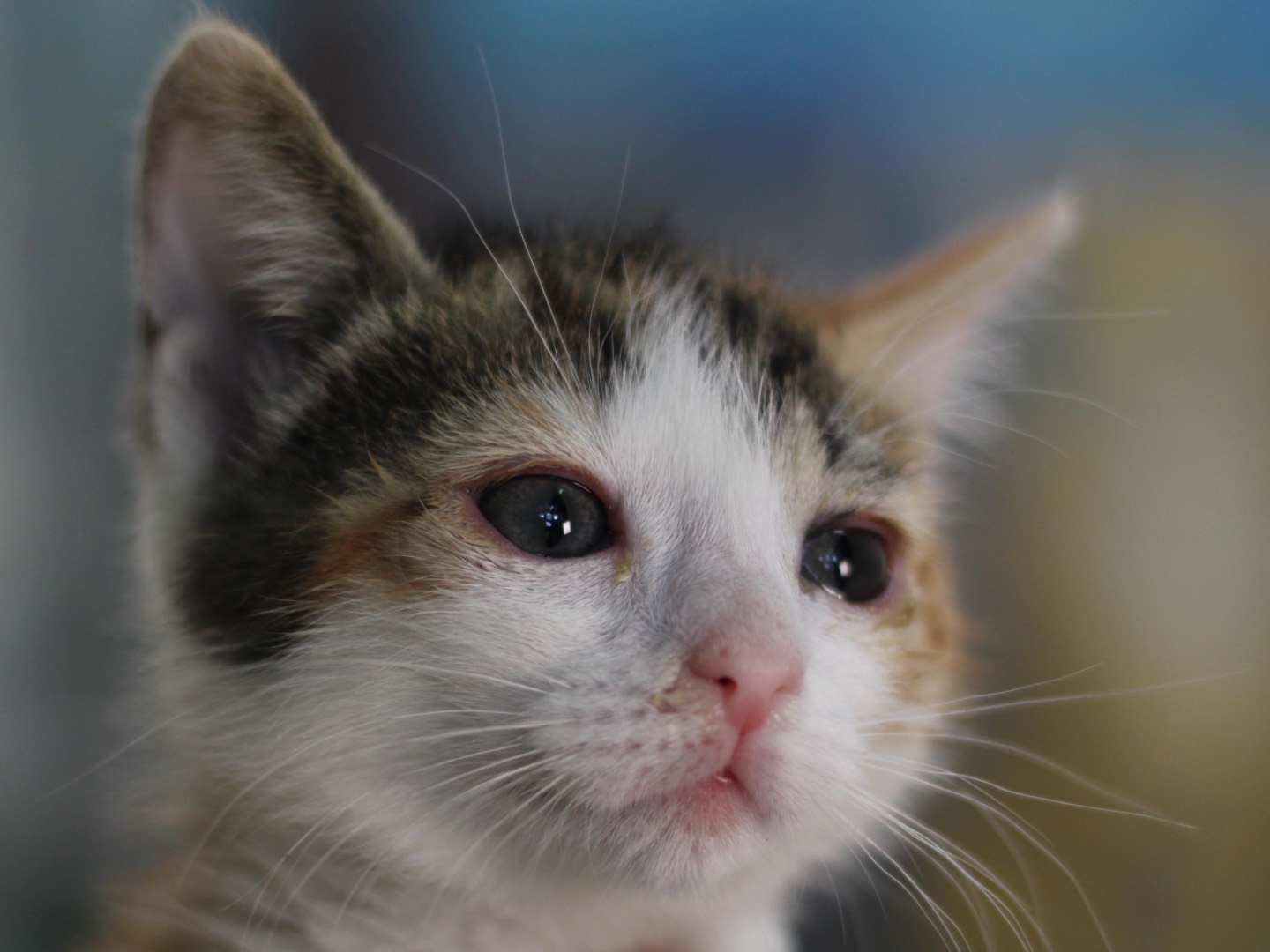 Adotta un gatto, taglia non valida, femmina, Milano
