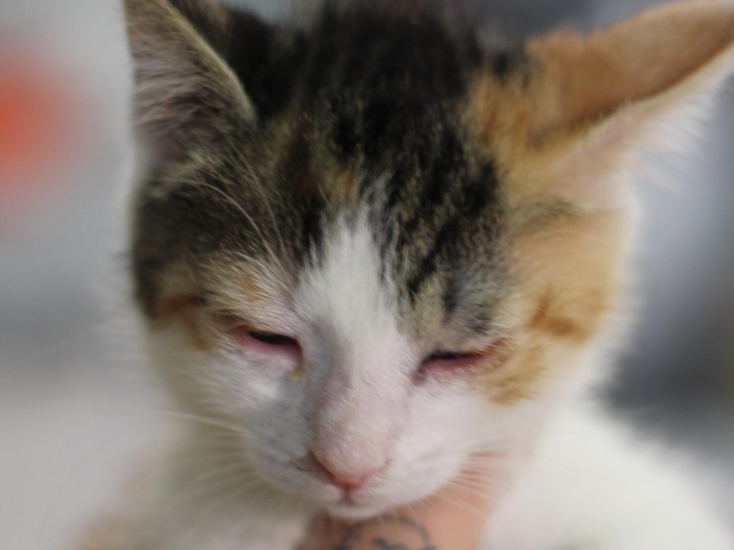 Vuoi adottare un gatto a Milano?