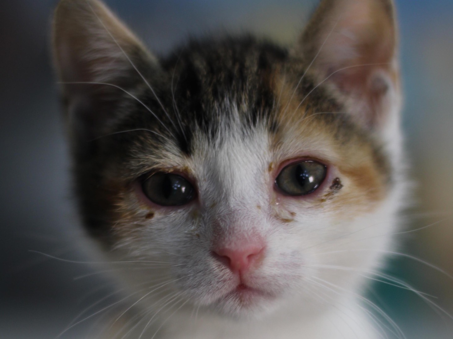 Adotta il gatto Sailor Moon e Sailor Mercury a Milano