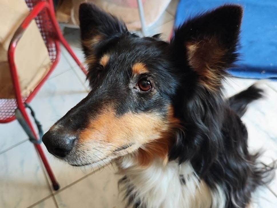 Adotta un cane, femmina, 7 anni  e 4 mesi , Teramo