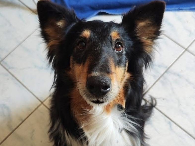 Adotta un cane, taglia media, femmina, Teramo