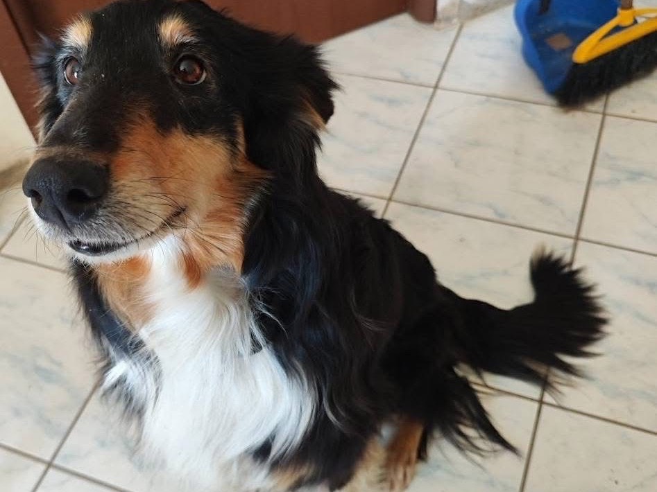Vuoi adottare un cane a Teramo?