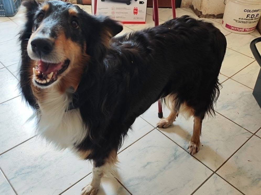 Adotta il cane Mira a Teramo
