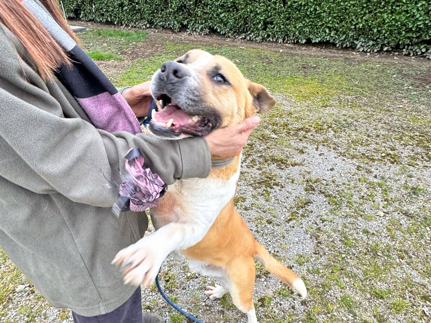Vuoi adottare un cane a Milano?