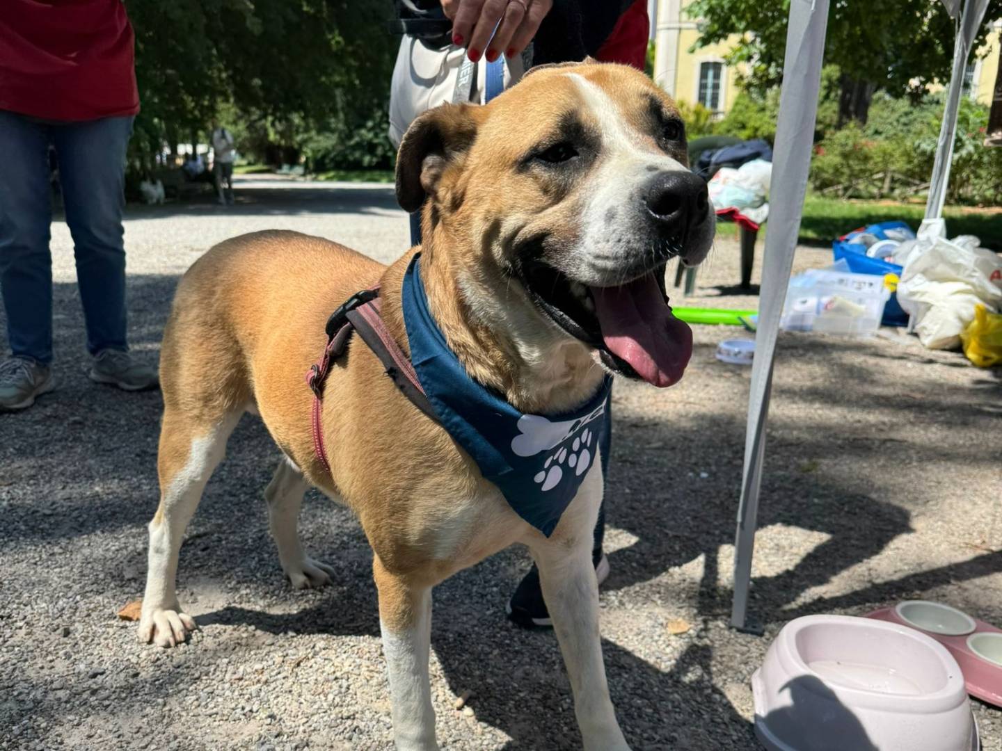 Adotta il cane TYSON a Milano