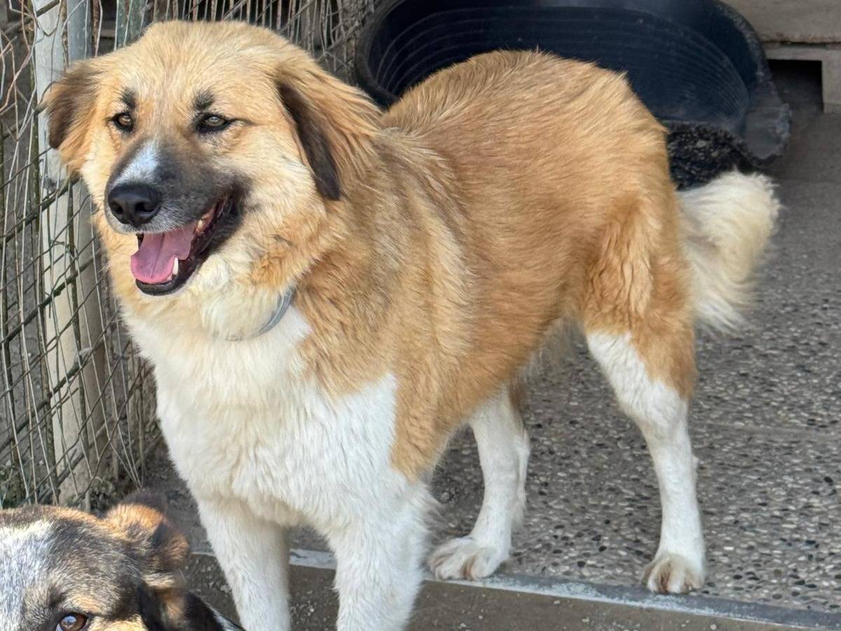 Adotta un cane, taglia media, maschio, Milano