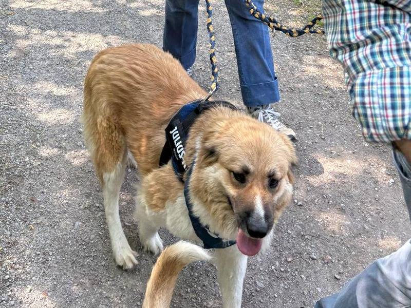 Adotta il cane AXEL a Milano