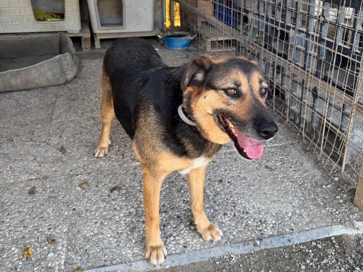 Adotta un cane, taglia media, femmina, Milano