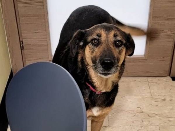 Adotta il cane BROWNIE a Milano