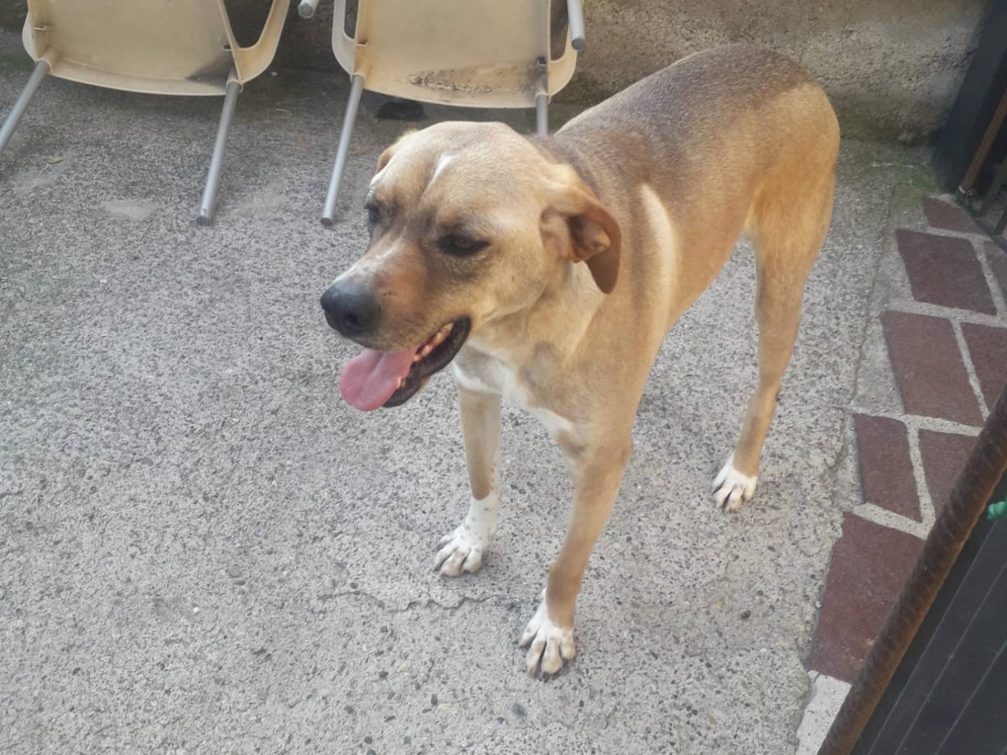 Vuoi adottare un cane a Milano?