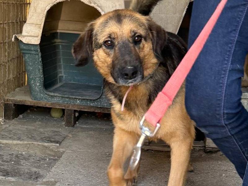 Adotta un cane, maschio, 4 anni , Milano