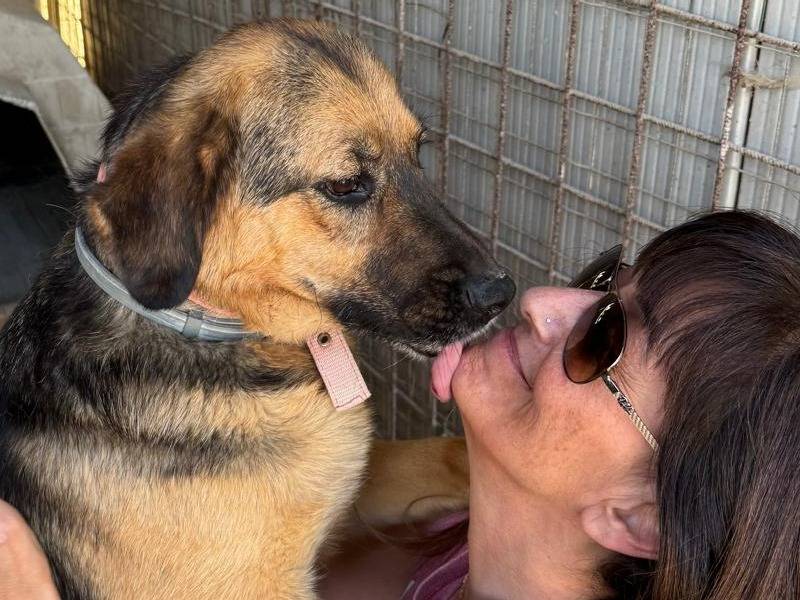 Adotta un cane, taglia media, maschio, Milano