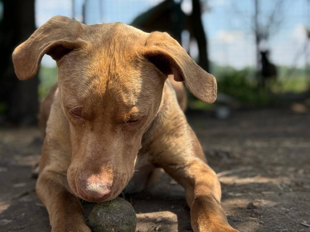 Vuoi adottare un cane a Milano?