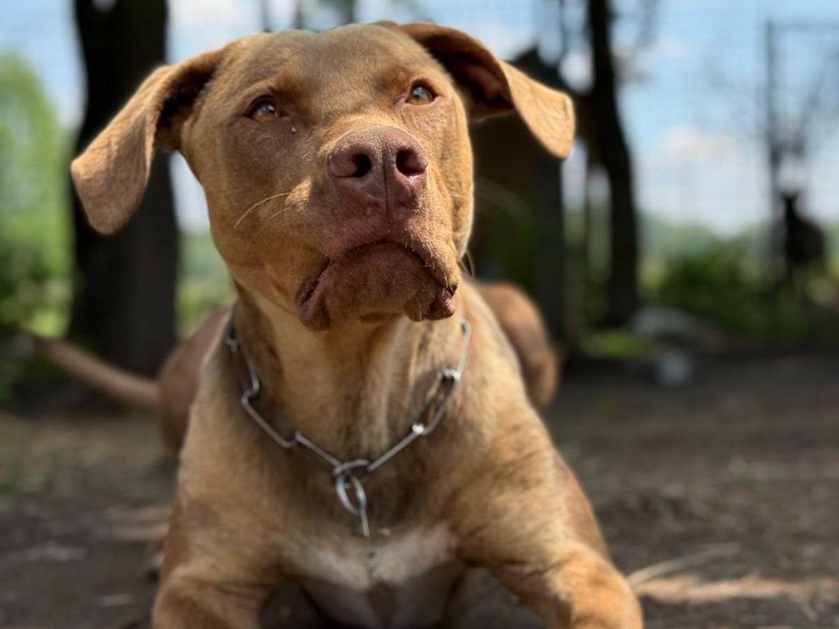 Adotta il cane ZORO a Milano