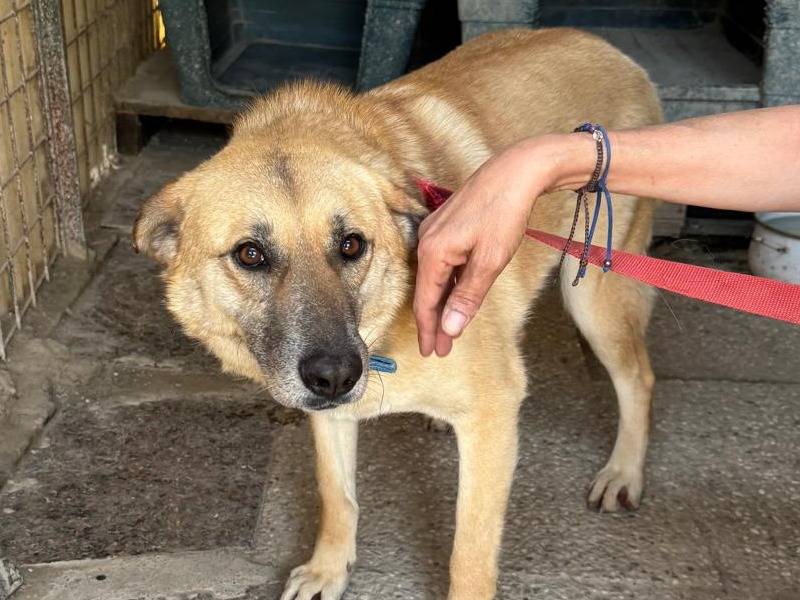 Adotta un cane, femmina, 3 anni  e 8 mesi , Milano