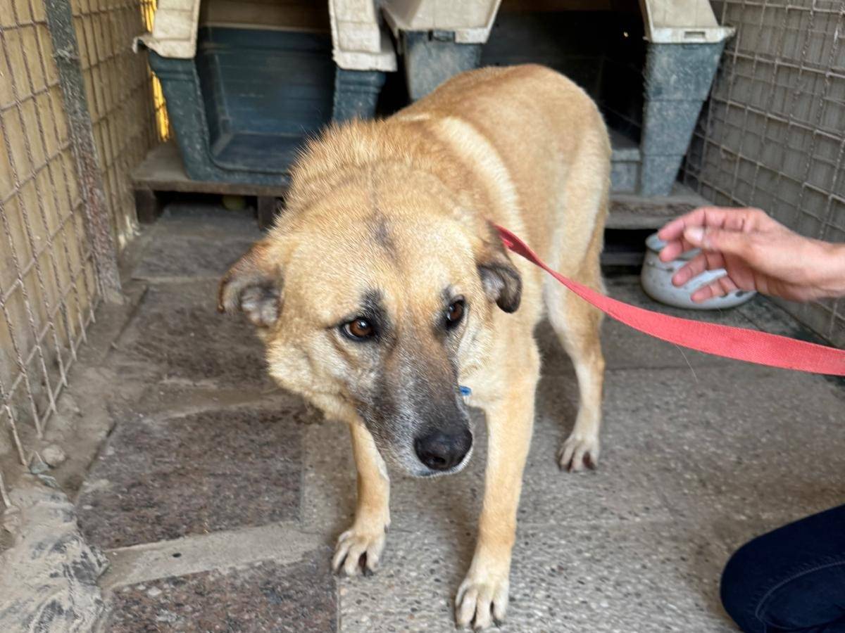 Adotta un cane, taglia media contenuta, femmina, Milano