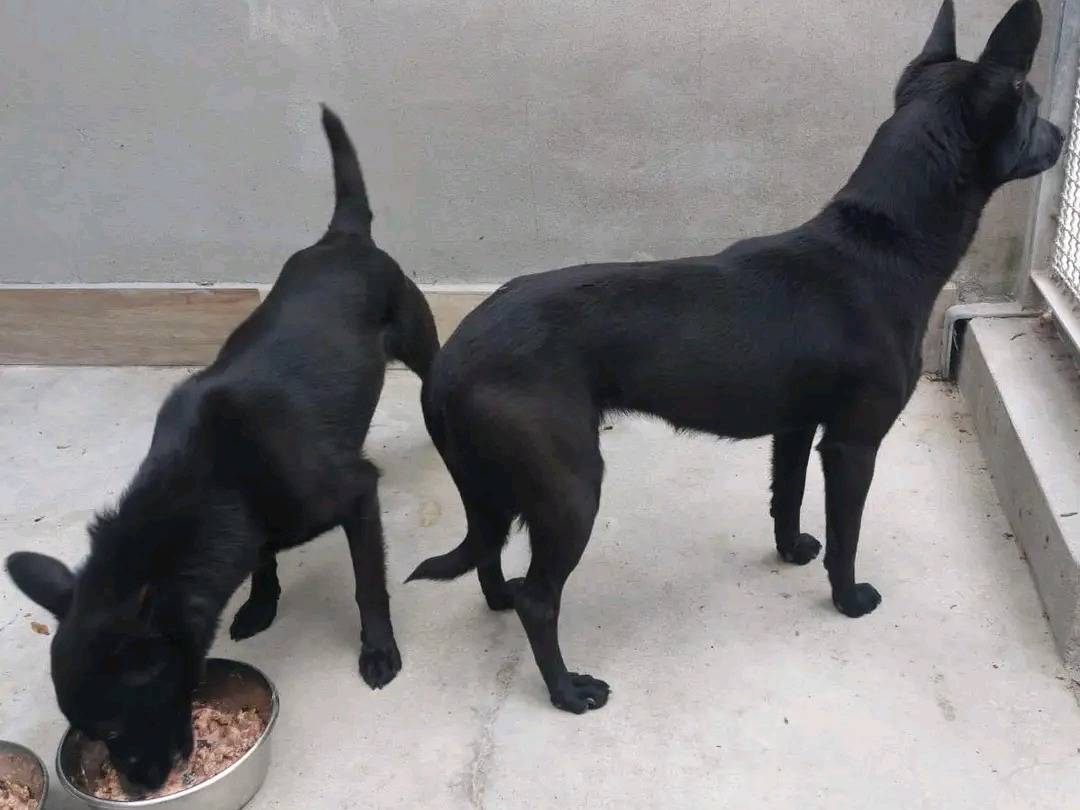 Adotta un cane, femmina, 8 mesi, Cremona