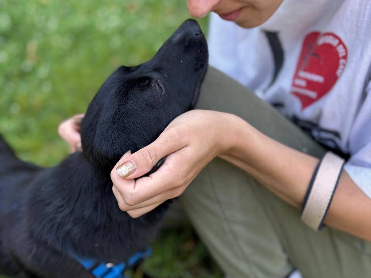 Adotta un cane, taglia piccola, femmina, Cremona